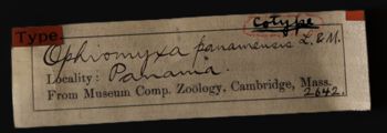 Media type: image;   Invertebrate Zoology OPH-2642 Description: Original handwritten specimen labels;  Aspect: label